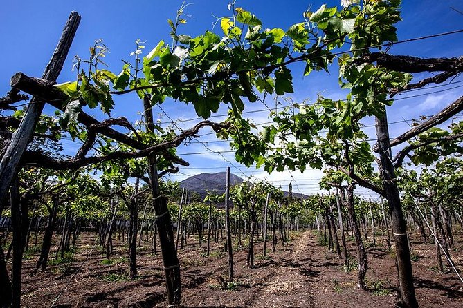Mount Vesuvius & Wine Tasting with Lunch Private Tour - Private day from Salerno, built for maximum time on the ground