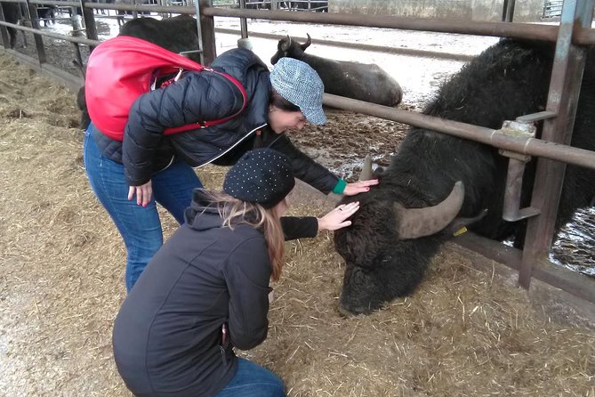 Paestum Traditions, Buffaloes, Ceramics, Temples - Key highlights at a glance