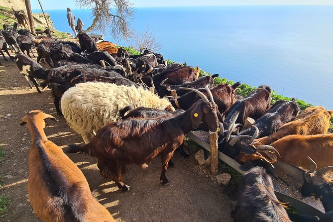 Path of Gods Hike, with Food Experience at Shepherd's Hut - Guides on the trail: Gaetano, Maria, and the stories behind the plants