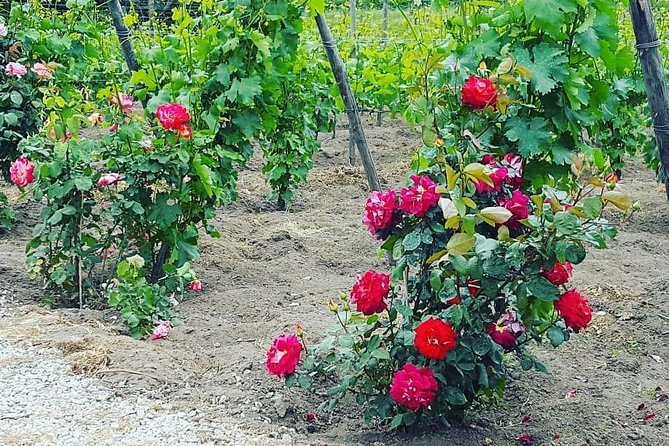 Pompei Archeological site and Wine tasting Experience - Who this Pompeii plus wine day is best for