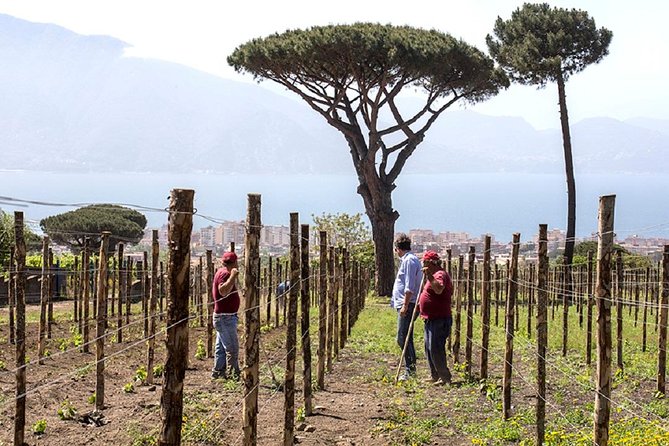 Pompeii Ruins & Wine Tasting with Lunch on Vesuvius with Private Transfer - The practical stuff that makes or breaks the experience