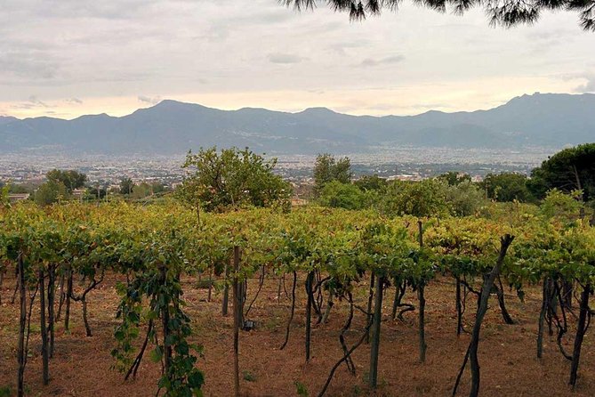 Pompeii & Vesuvius with Lunch & Wine Tasting from Positano - Should You Book This Tour?