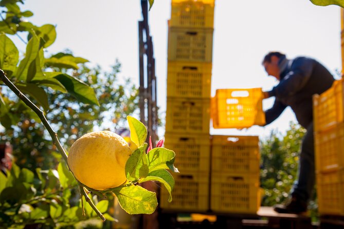 Private Amalfi Limoncello Experience - Inside the Limoncello Production: A Process You Can Taste
