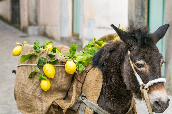 Private Amalfi Limoncello Experience - Who This Private Limoncello Session Is Best For