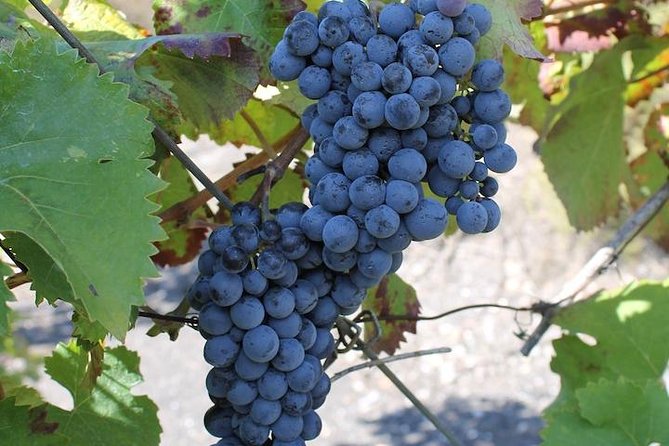 Private day tour to Pompei ,winery, Sorrento from Napoli/Salerno/Amalfi/Positano - Price and logistics, what you will actually pay