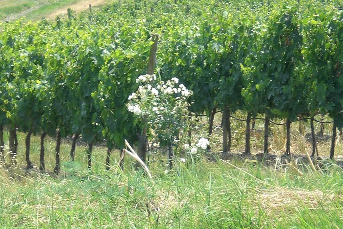 Private day tour to Pompei ,winery, Sorrento from Napoli/Salerno/Amalfi/Positano - Should you book this Pompeii, winery, and Sorrento private day tour?
