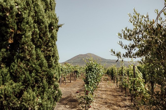 Private Day Tour to Pompeii and Vesuvio Wineries from Rome - FAQ