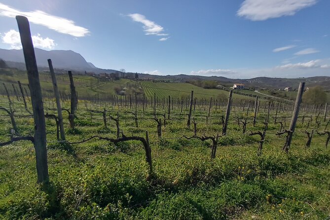 Private Irpinia Wine Tour from POSITANO, AMALFI or RAVELLO - Positano, Amalfi, Ravello to Irpinia, with the stress removed
