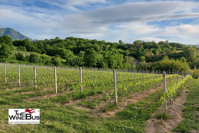 Private Irpinia Wine Tour from POSITANO, AMALFI or RAVELLO - Timing and what to expect during the 8-hour flow