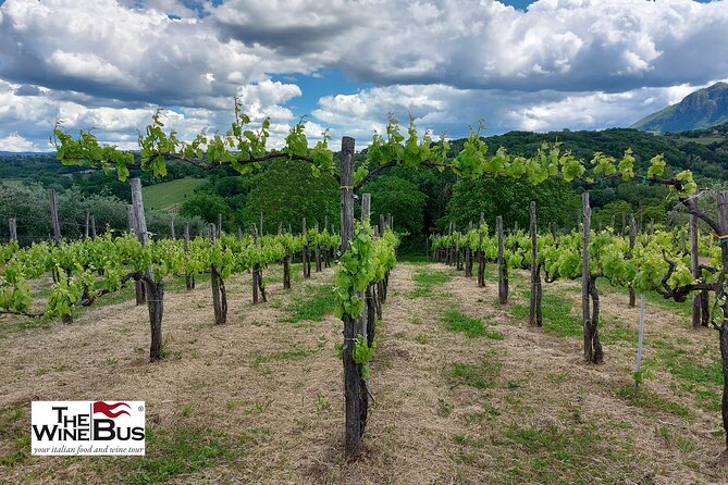 Private Irpinia Wine Tour from POSITANO, AMALFI or RAVELLO - What $404.89 gets you, and why it can still feel fair