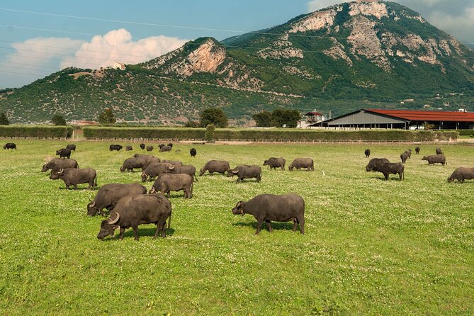Private Tour: Paestum, Mozzarella Bufala guided tour and lunch - Who this tour suits best