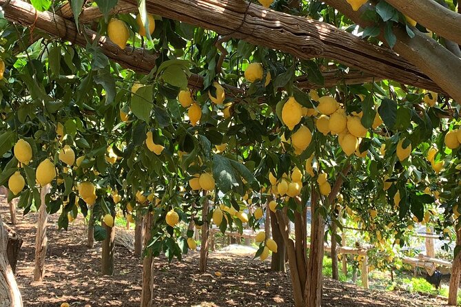 Private tour with tasting at the Sentiero dei Limoni - Who your guide really is matters: Peppe and Matteo in the mix