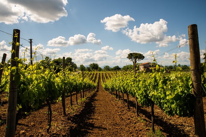 Sella delle Spine Taurasi: Tasting, Vineyard and Cellar Tour - A half-day tour that fits real travel schedules