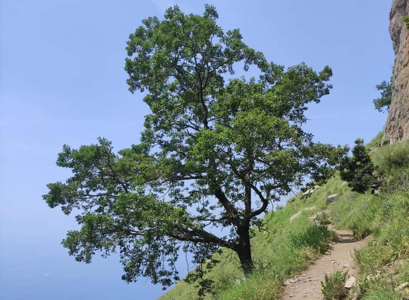 Sentiero degli Dei: Guided trekking on the Amalfi Coast - Vineyards, lemon groves, and the geology you will actually notice