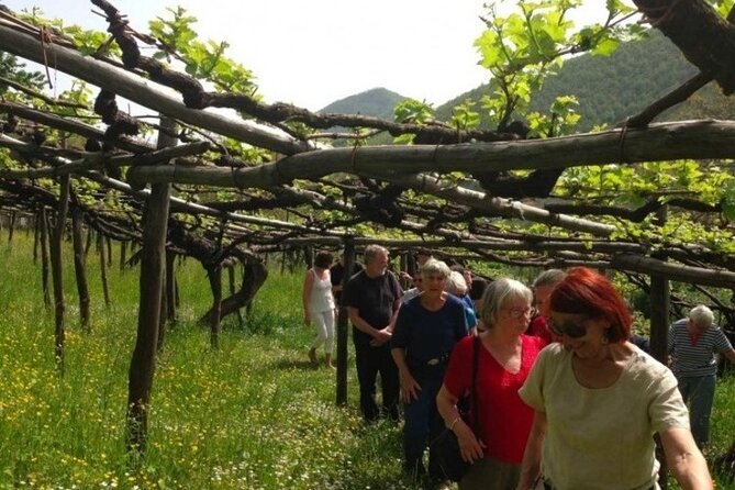 Tenuta San Francesco Wine Tasting - 11:30 am timing and the pre-phylloxera vineyard walk
