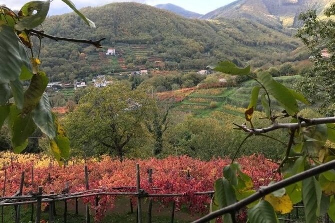 Tenuta San Francesco Wine Tasting - Inside the Masseria and 17th-century cellar setting