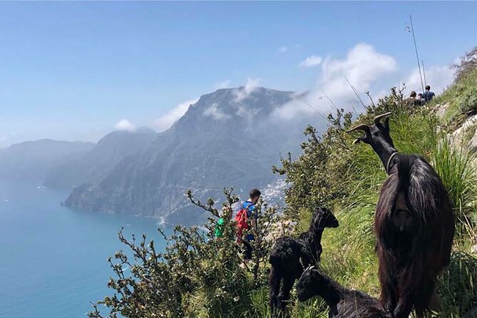 The Path of The Gods Private Guided Hike with Transfer - Getting to Bomerano without bus-stress, with coffee and a bathroom