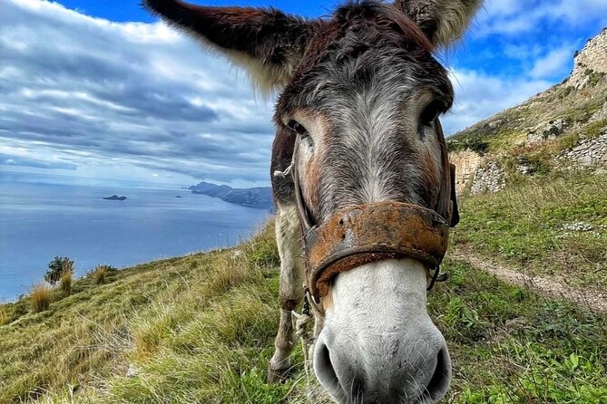 Transfer from Positano to The Path of the Gods - Key highlights at a glance