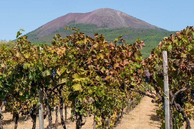 Visit of Pompei and Wine Tasting with Lunch from Amalfi - The Vineyards Walk on Vesuvius Slopes: Views You Can Actually Use