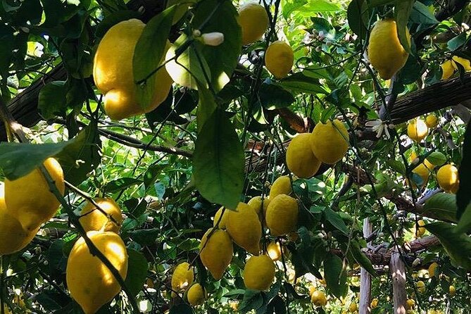 Walking tour from Minori to Maiori along the Path of the Lemons - Minori stops: Santa Trofimena and Vico dei Pastai