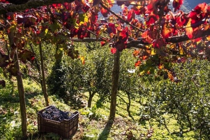 Wine tasting at the Apicella winery - Timing and pacing: a 11:30 start that fits Amalfi plans
