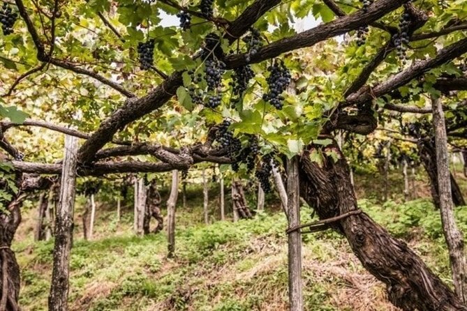 Wine tasting at the Apicella winery - From A’ Scippata vineyard to the cellar: learn the vines first