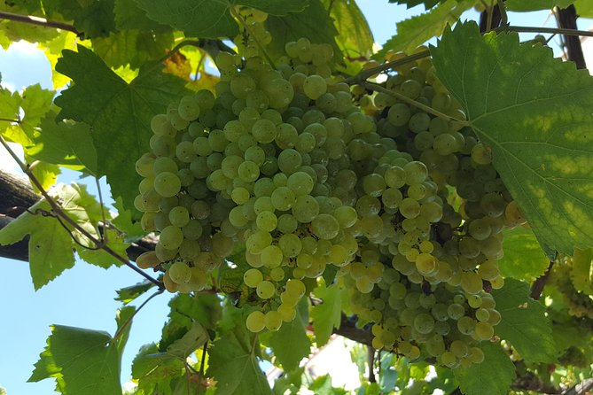 Wine Tour Experience for Family or friend's group - Key things you should know