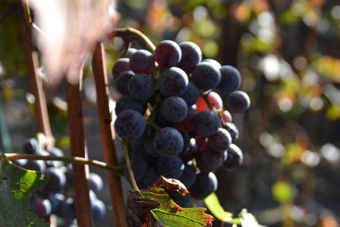 Wine Tour Experience for Family or friend's group - Ravello’s music village in about an hour