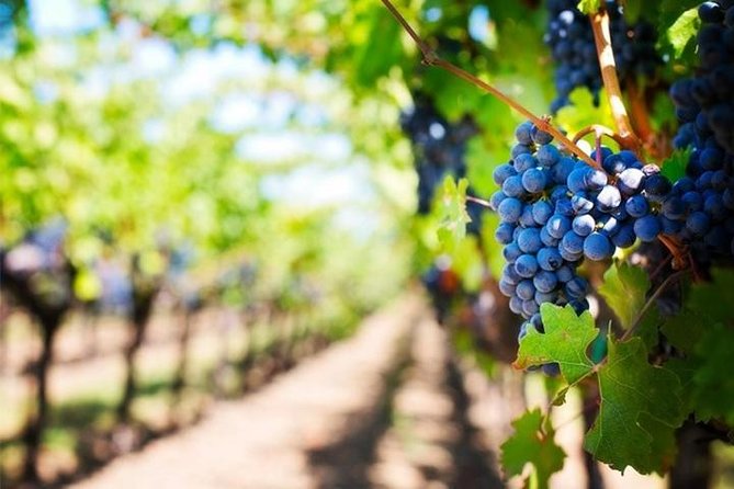Wine Tour (lunch included) - Price and time: is $358.86 per person a good deal?