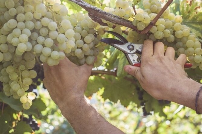 Wine Tour (lunch included) - How the tastings work, and what to focus on