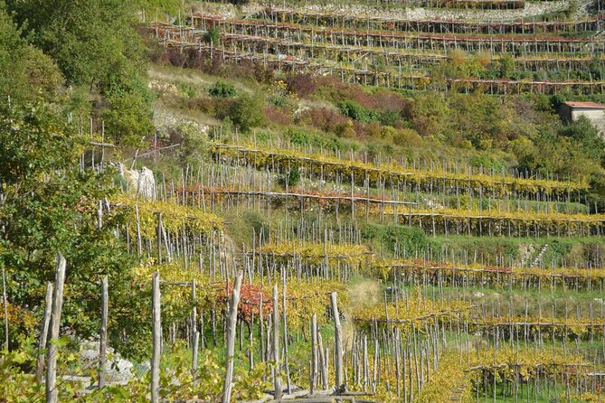 Wine trails from Positano with tasting - What the vineyard and rural winery visits really offer