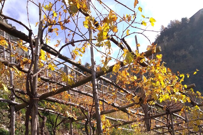 Wine trails from Positano with tasting - The food is part of the point, not just an add-on